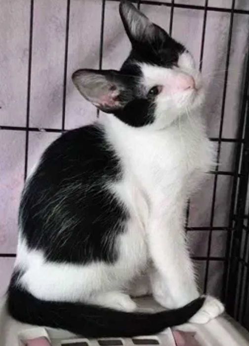 Gato bebé para adoção consciente
