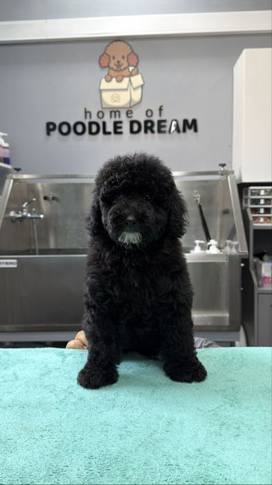 Imperdível!!! Linda puppy de Caniche/Poodle medio procura novo dono!!!