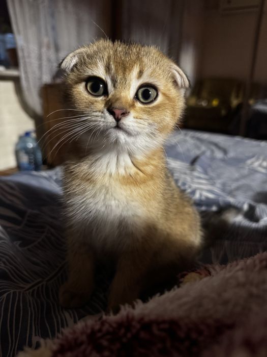 Золотая шиншила , шотландці