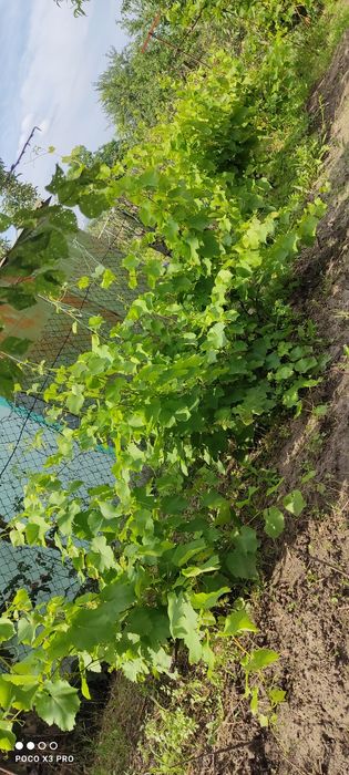 Продам участок 10 сотк "Соловьиная роща"