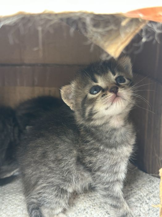 Віддамо котиків, разом з кормом( всі двчата)