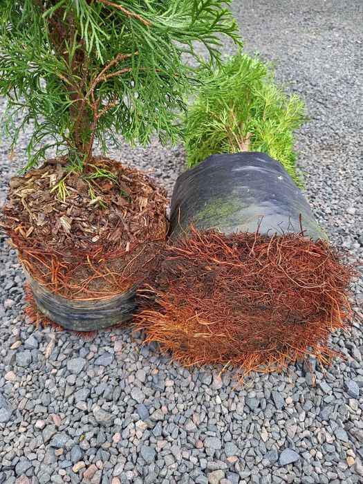 Thuja Tuja Szmaragd 90-140 cm donica 5 l SUPER JAKOŚĆ