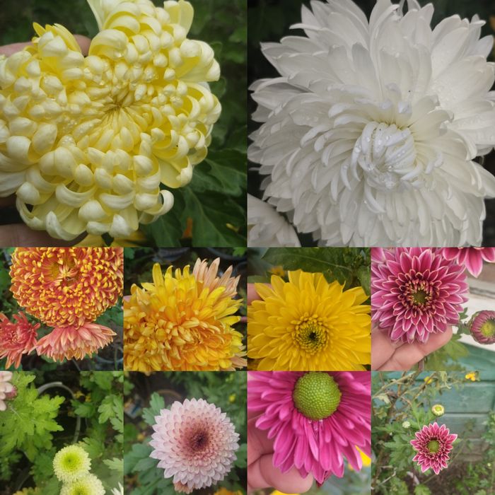 Продам хризантеми.