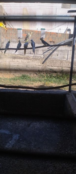 Caturras várias cores