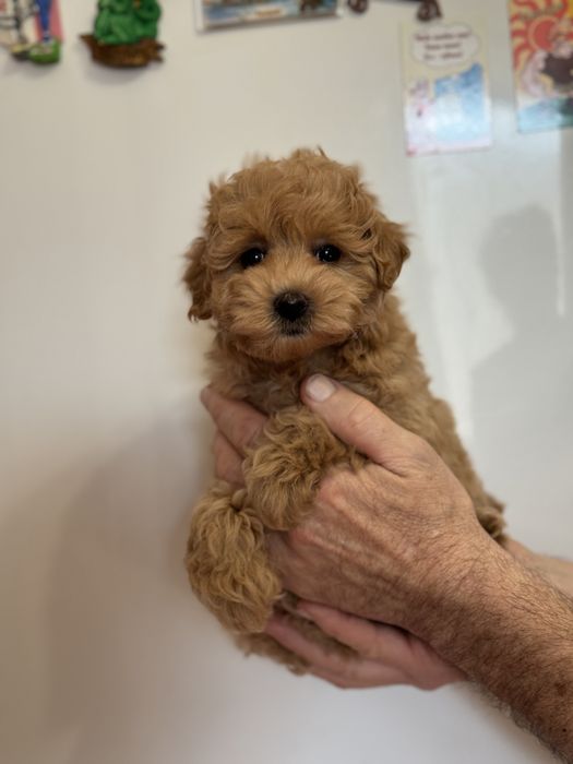 Девочка мальтипу