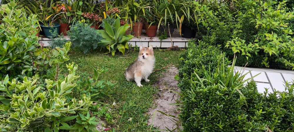 Spitz alemão anão Lulu da Pomerânia  criado em ambiente familiar dispo