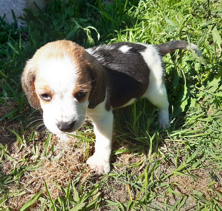 Fantástica femea Beagle