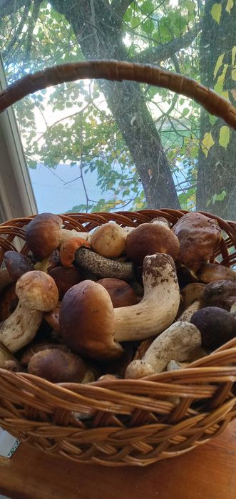 Продам гриби білі, підберезовики, підосинники, польські! Приймаю замовлення на гриби!