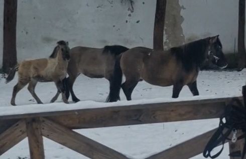 Zamienie koniki polskie