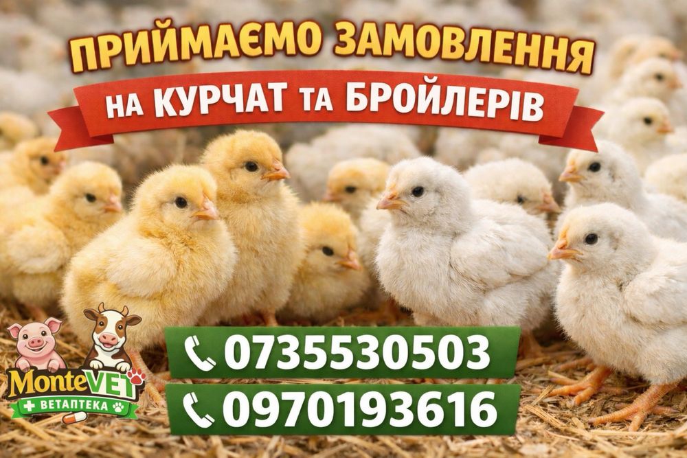 Добові курчата та бройлери  замовлення
