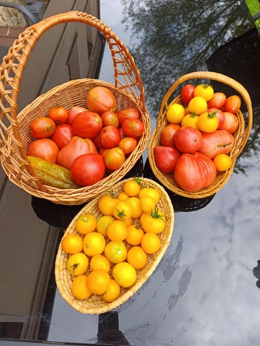 Nasiona pomidorów z Syberii