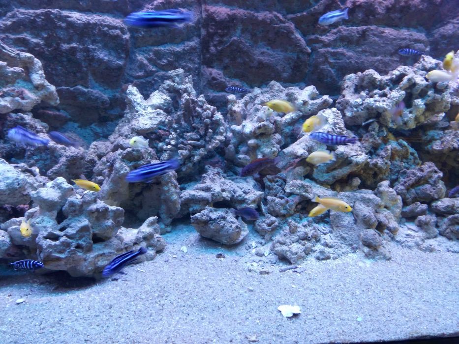 Обслуговування акваріумів декоративних та торгових