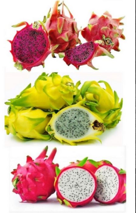 Promoção, Pitaya planta enraizadas