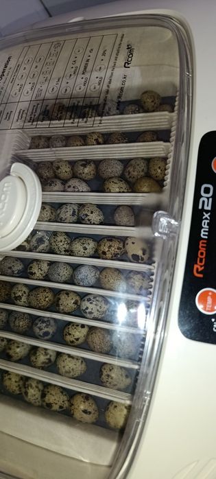 Codornizes de voo
