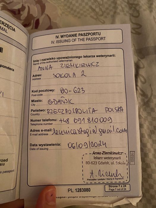 Кішка шотландська в добрі руки