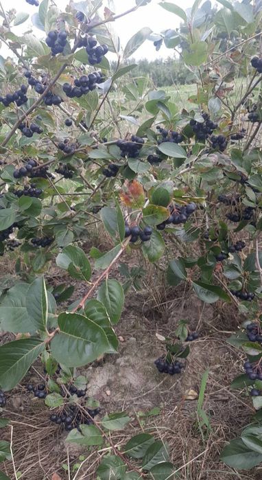 Aronia paczka 10kg świeżo zrywana na zamówienie wysyłka INPOST