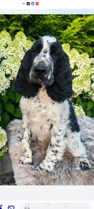 Springer Spaniel Angielski FCI Astrid