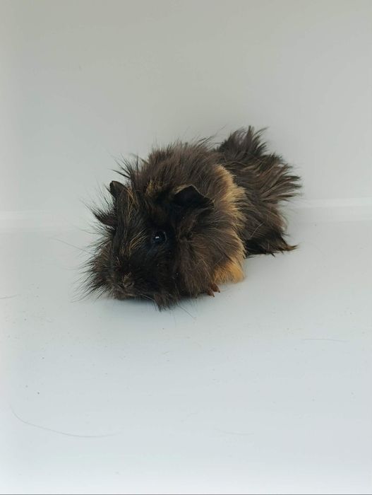 Cavia domowa Peruwianka świnka morska samiec