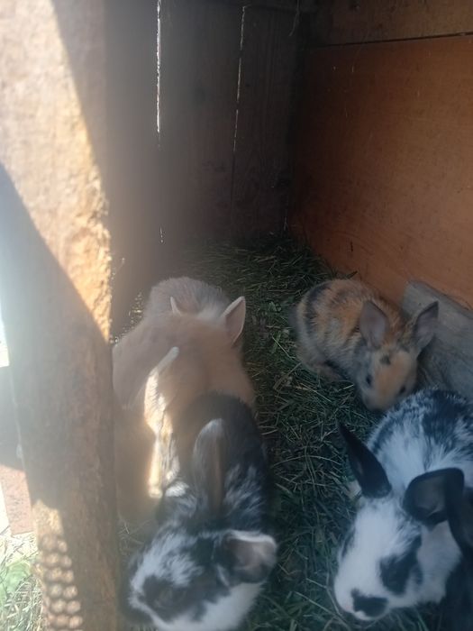 Króliki młode...