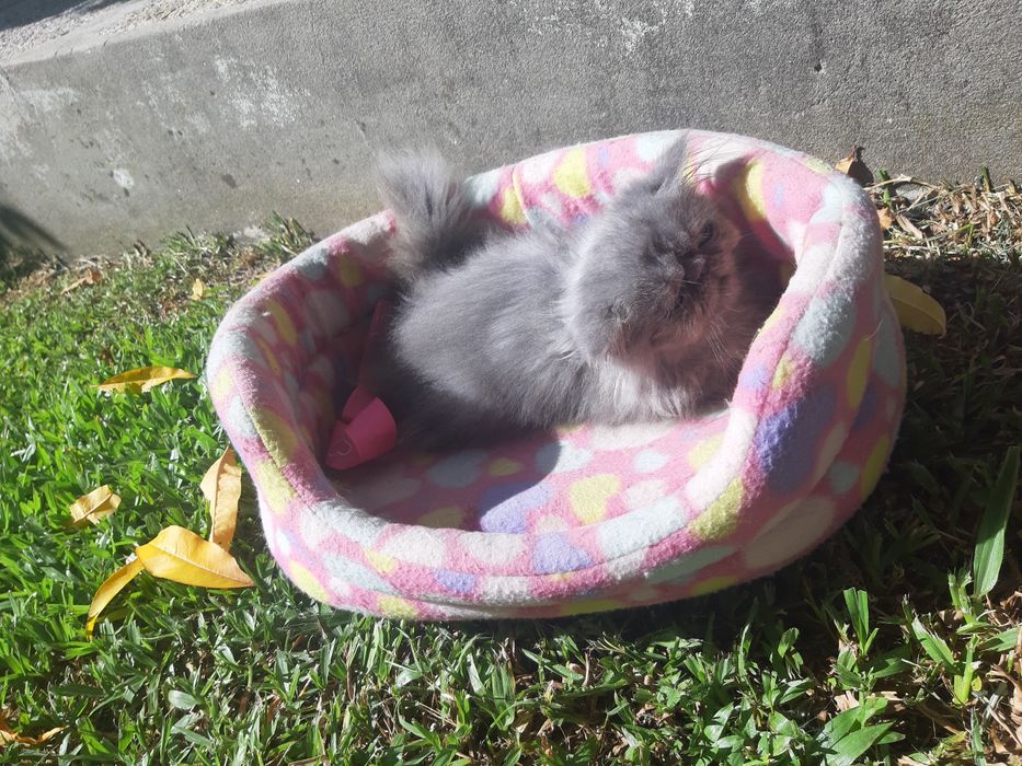 Gato persa azul(cinza)