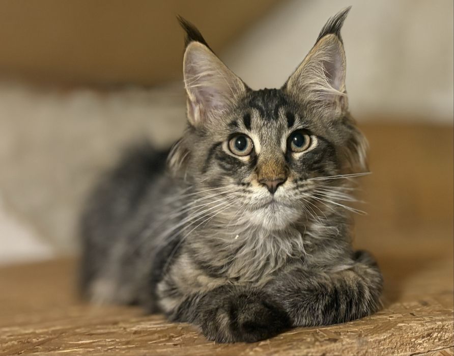 Maine Coon Kocurek