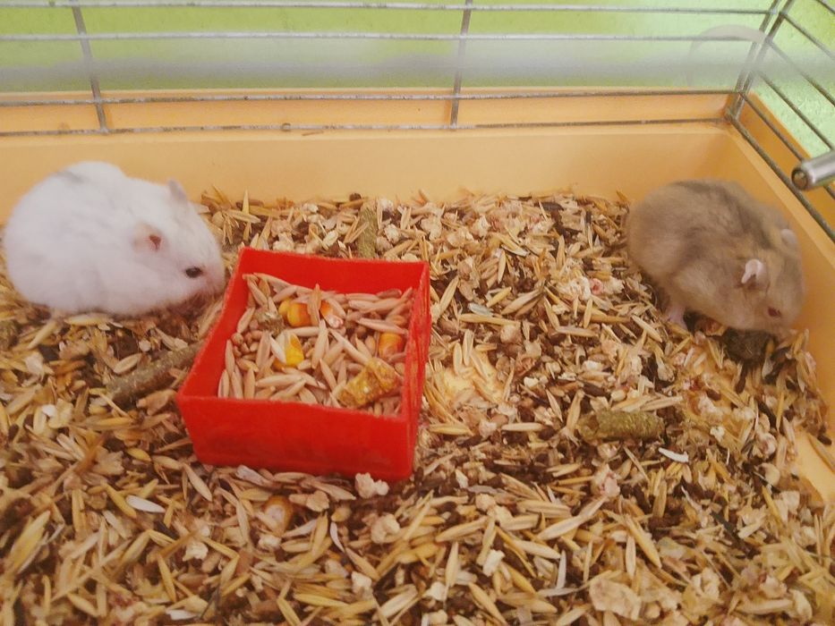 Джунгарский хомяк