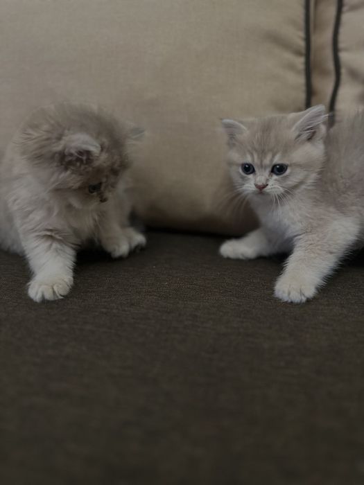 Шотландські кошенята – чистокровні, ласкаві та грайливі