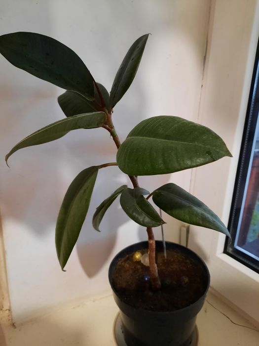 Фікус, кімнатна квітка