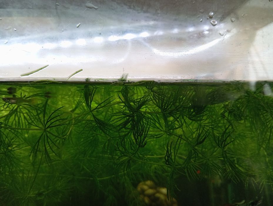 Roślinki akwarium