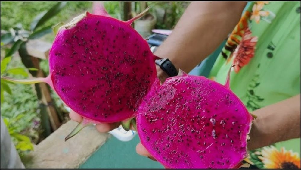 Mudas de pitaya Golden Yellow (Auto-Fertil)