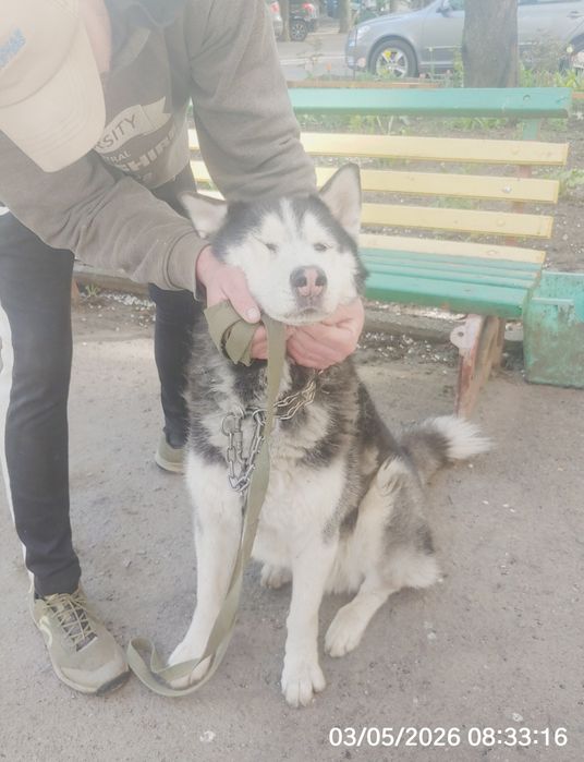 Кобель породы Хаски