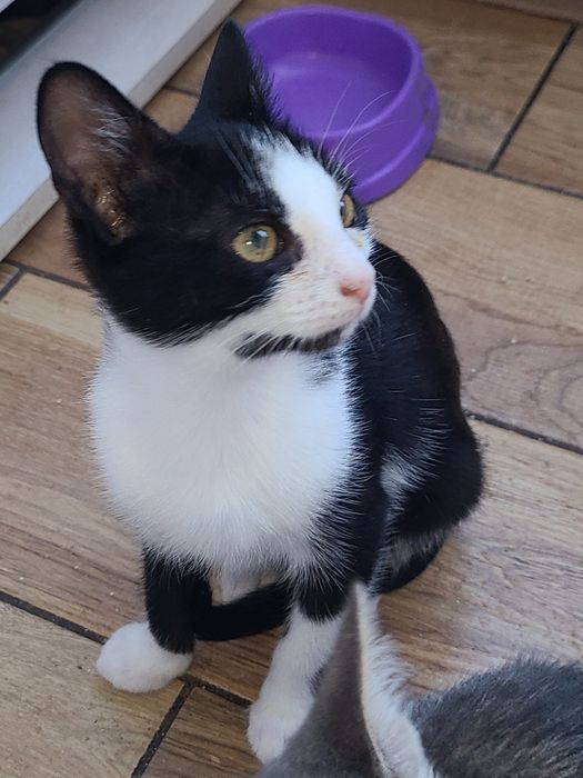 Отдам котёнка  в хорошие руки