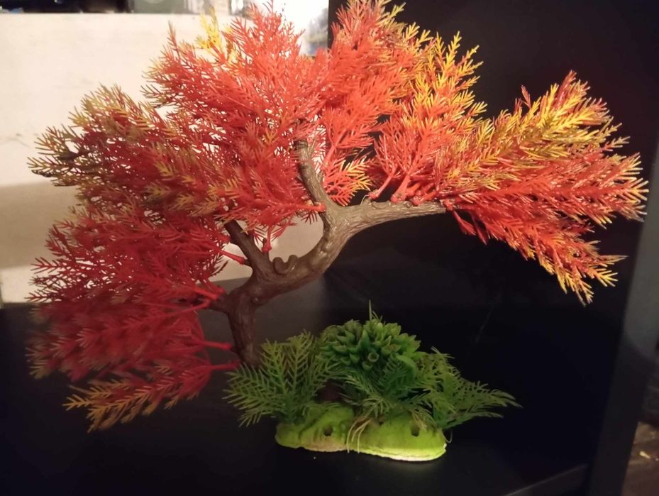 Drzewko do akwarium