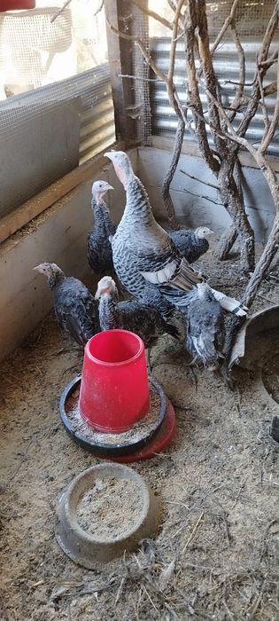 Vendo perus com 1 ano