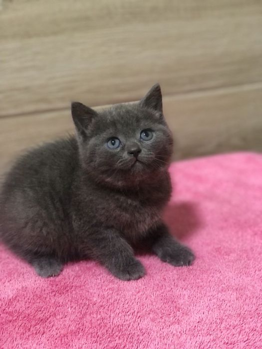 Британська дівчинка!