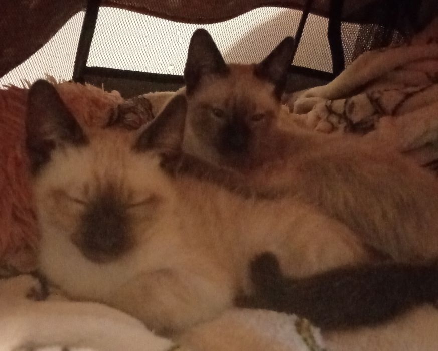 Gatinhos bebês para adoção