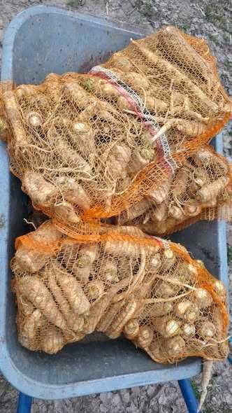 Pietruszka Korzeniowa