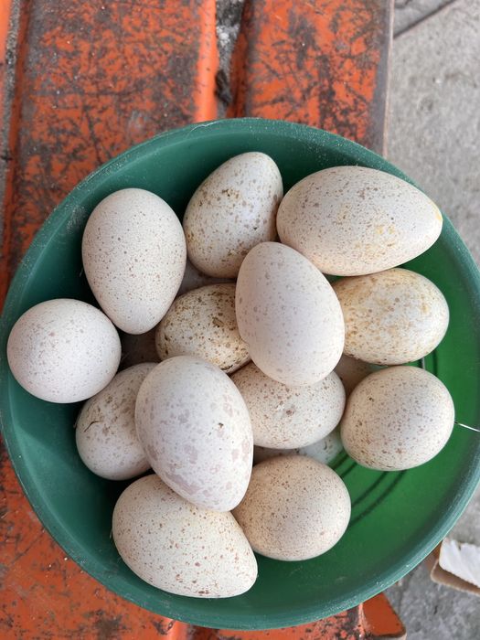 Vendo ovos de peru galados