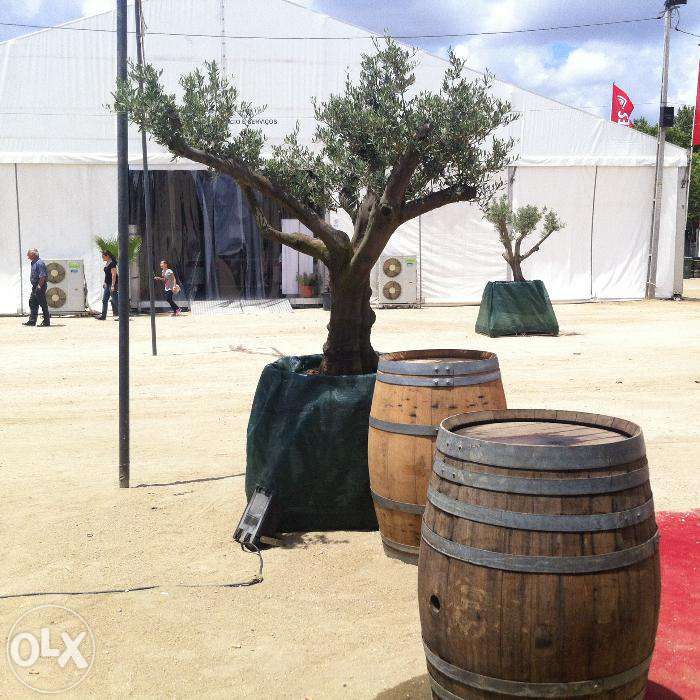 oliveiras jardim transporte domicilio