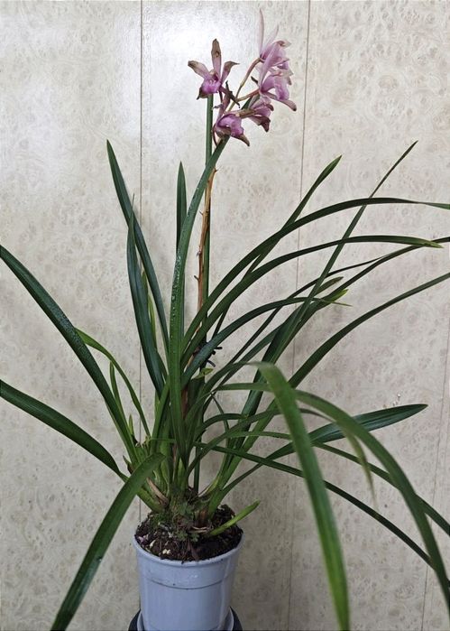 Цимбідіум (перецвів) рожевий