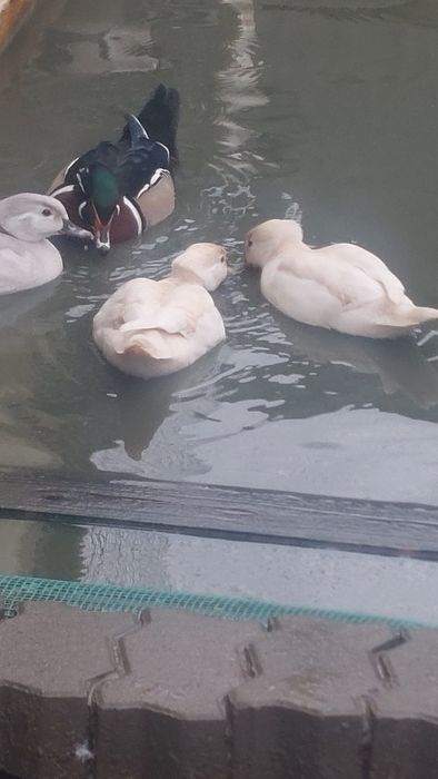 Kaczki mandarynki karolinki