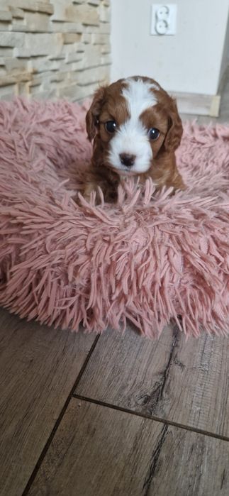 Cavapoo piękna ostatnia sunia