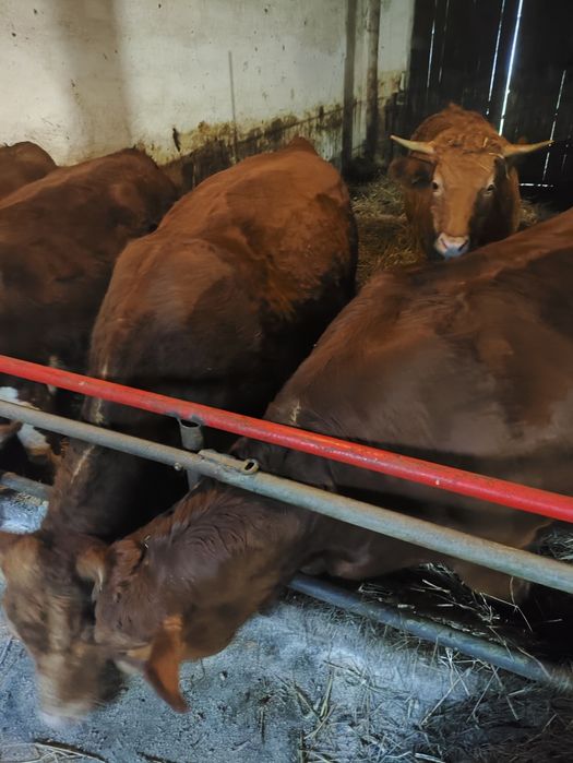 Jałówki cielne mięsne hereford limousine angus