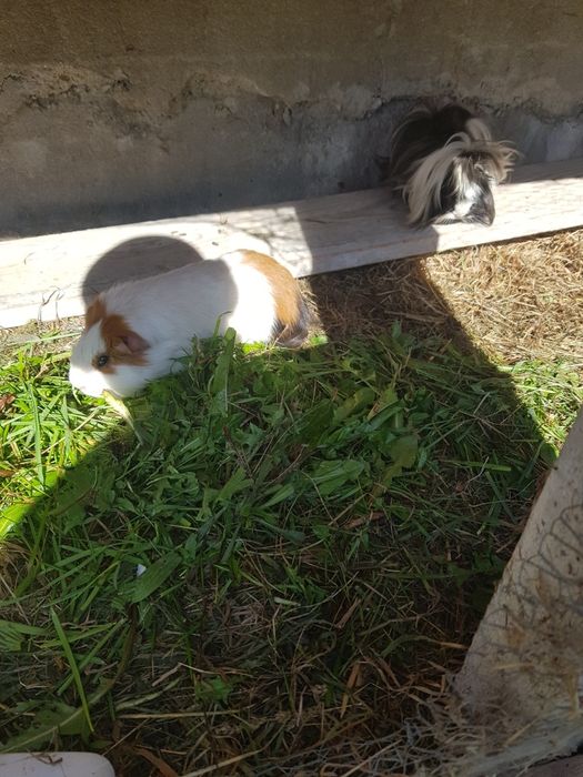 Świnki Morskie z dużą Klatką