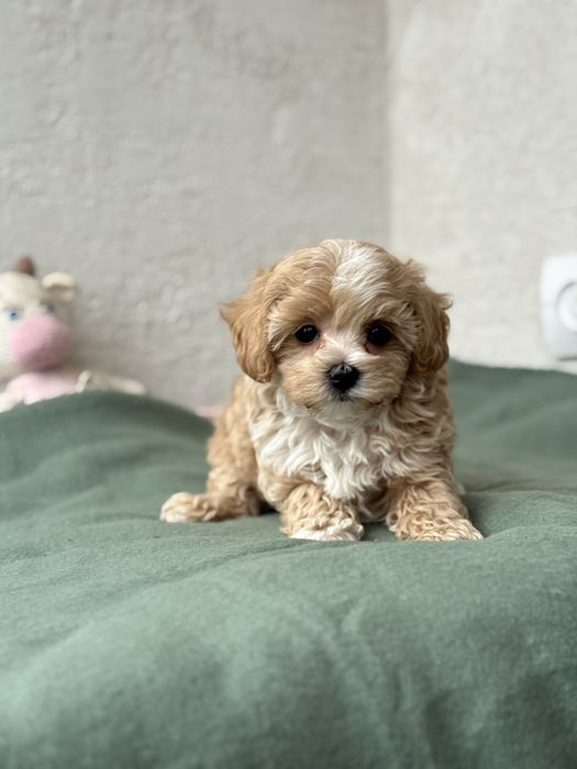 Дівчинка мальтіпу кривий ріг