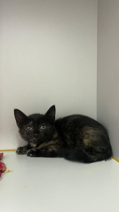 Gatinhos bebés para adoção