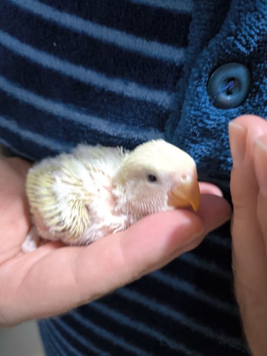 Roseicollis Para acabar de criar à mão