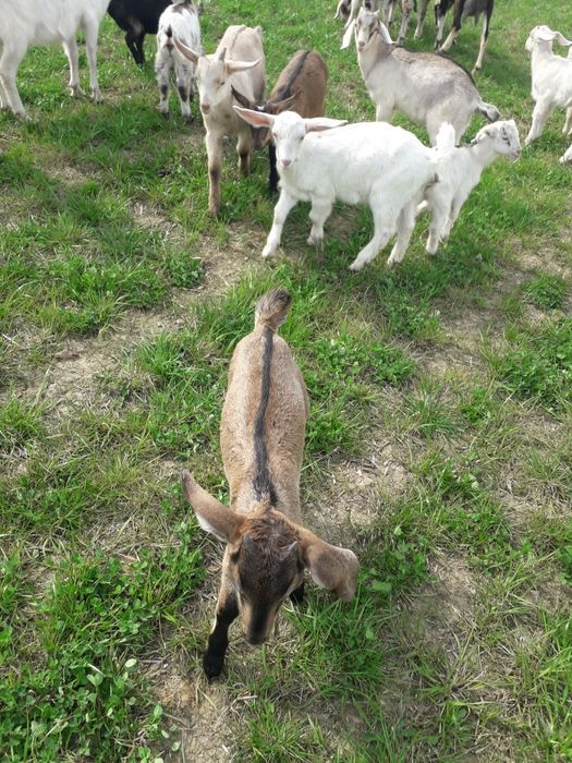 Sprzedam koźlęta mix An +saaneński