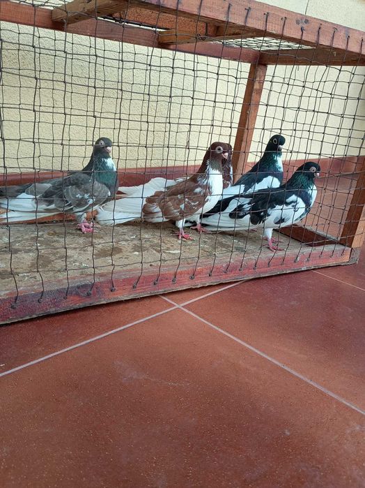 Zamojskie ! Sprzedam !