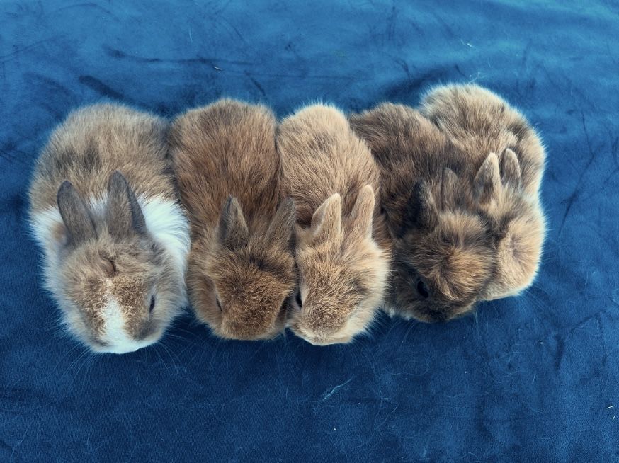 Karzełki Teddy | Karzełki Lewki | Mini Lop | Karzełki Baranki Króliki!